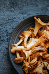 fresh chanterelle MUSHROOMS on grey background with copy space