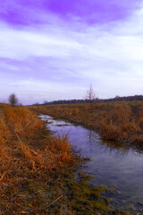 Fototapeta na wymiar Small swampy river in the field. Wilted grasses on the banks of the river. Evening landscape.