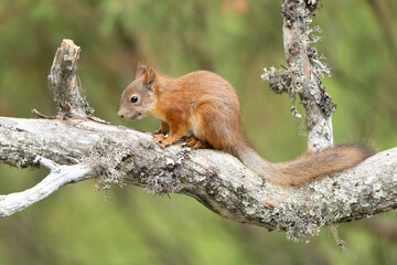 Cute Eurasian red squirrel Sciurus vulgaris sitting on a scenic branch of tree in forest with green background, Finland