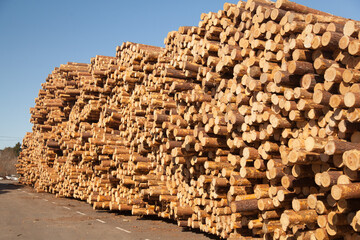 Stacks of logs on sawmill near dirty road