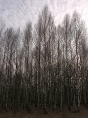 Birch grove on a spring evening. Leafless trees at dusk. Overcast weather.