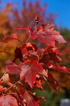 Sugar Maple Red Leaves