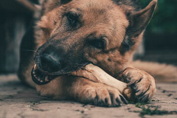 german shepperd dog eat bone. Dog chewing dog bone. - Powered by Adobe