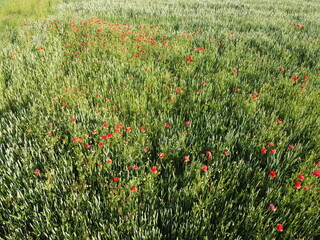 Fototapeta premium Red poppies on a wheat field on a sunny day, aerial view. Background.