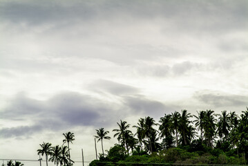 Fototapeta premium palm tree at Haad Tien Beach in Koh Tao island, Thailand