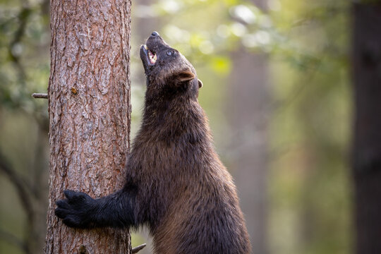 Wolverine Gulo gulo in boreal forest leaning upright to a tree with aggressive facial expression, Finland
