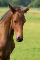 Naklejka na ściany i meble Attentive brown foal with head and mane in close-up