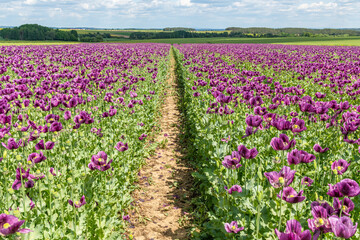 violet poppy flower field with trails