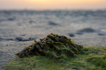Sea Weed with Algae on the beach sands