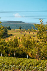 Heuhmandeln in Osteuropa