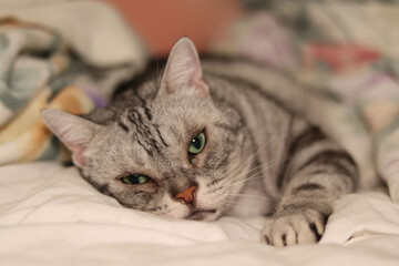 寝転んだままカメラ目線の猫アメリカンショートヘアシルバータビー
American shorthair of a cat looking at the camera while lying down.