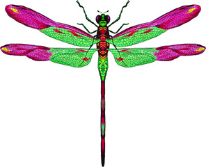 pink and green dragonfly with delicate wings vector illustration