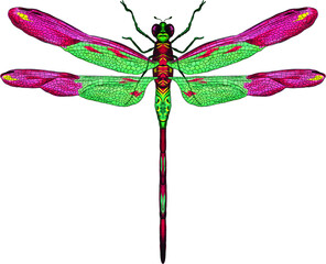 pink and green dragonfly with delicate wings vector illustration