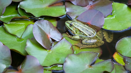 Teichfrosch zwischen Seerosenblättern © C. Schüßler