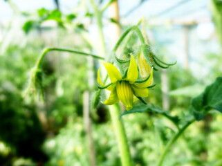 Tomato flowers on a bush in a greenhouse