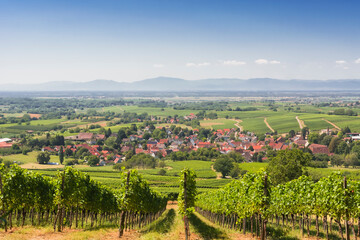 Vineyard in Germany, Black Forest, Markgräfler Land