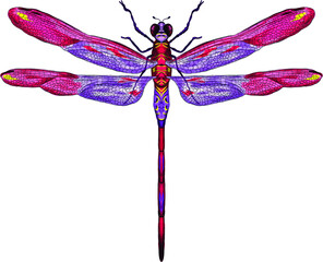 pink purple dragonfly with delicate wings vector illustration