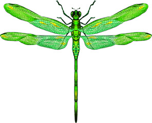 green dragonfly with delicate wings vector illustration
