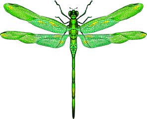 green dragonfly with delicate wings vector illustration