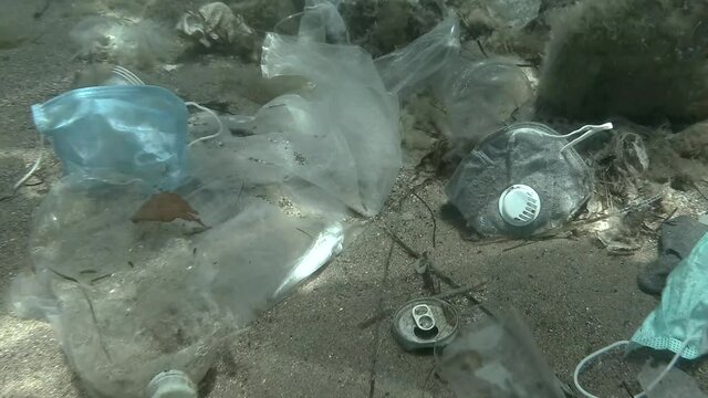 Dead Greater weever fish (Trachinus draco) hitting trapped in plastic bag lies inside plastic bag on the seabed among the medical face mask, plastic and other garbage. Camera moves backwards