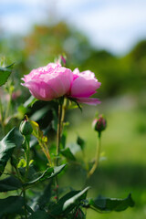 ピンクのバラ