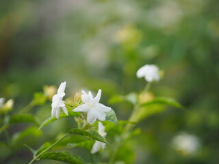 Arabian jasmine, Jasminum sambac, Oleaceae white flower cool fragrance blooming in garden on blurred nature background, Mother’s Day