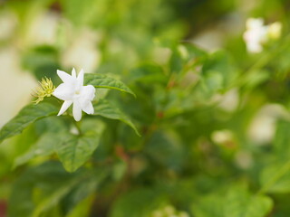 Arabian jasmine, Jasminum sambac, Oleaceae white flower cool fragrance blooming in garden on...