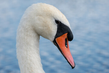 Fototapeta premium Portret Łabędzia