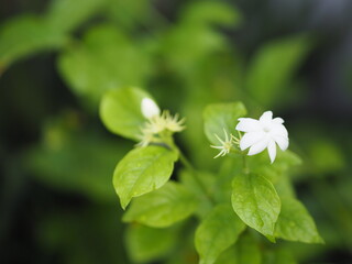 Arabian jasmine, Jasminum sambac, Oleaceae white flower cool fragrance blooming in garden on...