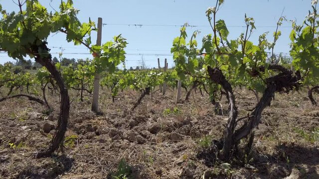 vineyard rows. grape trees in spring