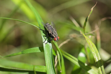 Common fly on a green blade of grass, macro. A small common housefly insect sitting on a green blade of grass in the sun, macro photo. 