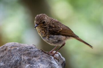 Una cría de colirrojo tizón posada sobre una roca.