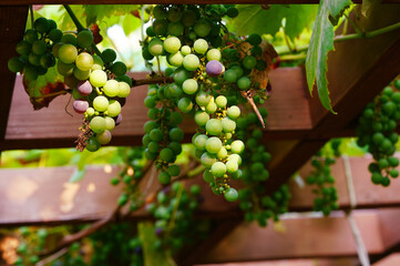 unripe grapes hanging from the roof of the openwork garden arbor