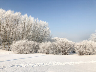 Trees in the park covered with white snow. Winter mood.