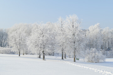 Trees in the park covered with white snow. Winter mood.