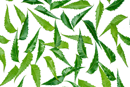 Fresh green neem leaves or azadirachta indica leaves on white isolated background.