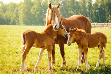 A horse with two foals is eating grass in the pasture. Portrait of horses on the background of...
