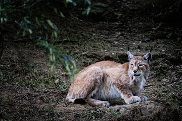Fototapeta premium Magnifique lynx de Sibérie