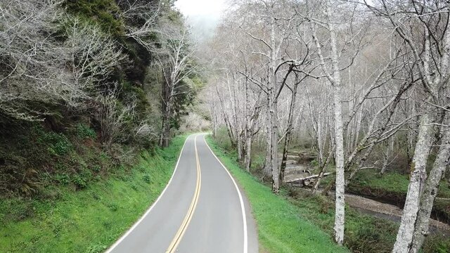 Scenic Road in an empty forest