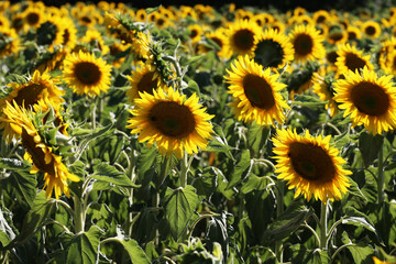 Fototapeta na wymiar Yellow sunflower in a field on a green background
