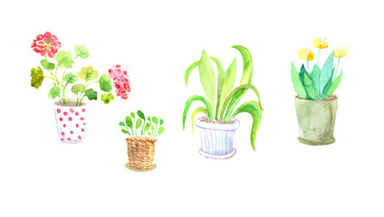 Obraz premium Watercolor set of flowers in a pot, home plants, geraniums, spatifillum. Suitable for the design of postcards, packaging and textiles