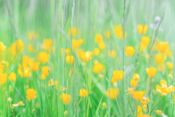 yellow flowers among greenery in the meadow selective focus blurry background