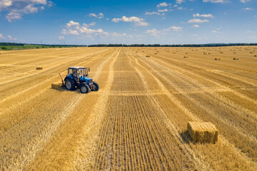 Naklejka premium Round bales are bales of hay, straw or forage rolled in the shape of a large cylinder. When the legumes grow to a certain height, they are cut and dried in the field by the heat of the sun