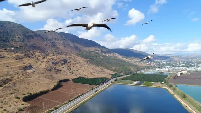 Pelicans flying near the drone, over pools and fields in the Hulla valley, Israel