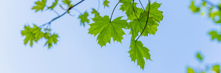 large green leaves on tree branches, view from below, selective focus, blurry background