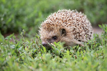 hedgehog on the grass..