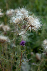 Thistle. Seeds. 