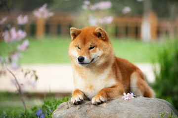 Close-up portrait of red shiba inu dog on cherry blossom's background. Japanese shiba dog and blooming sakura. Hanami