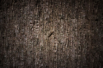 Wood Texture. Trunk Texture. Tree Stem Texture. Stem Pattern.