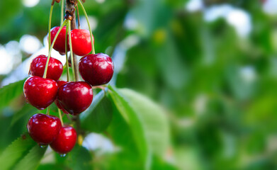 Red big Cherries hanging on a cherry tree branch.